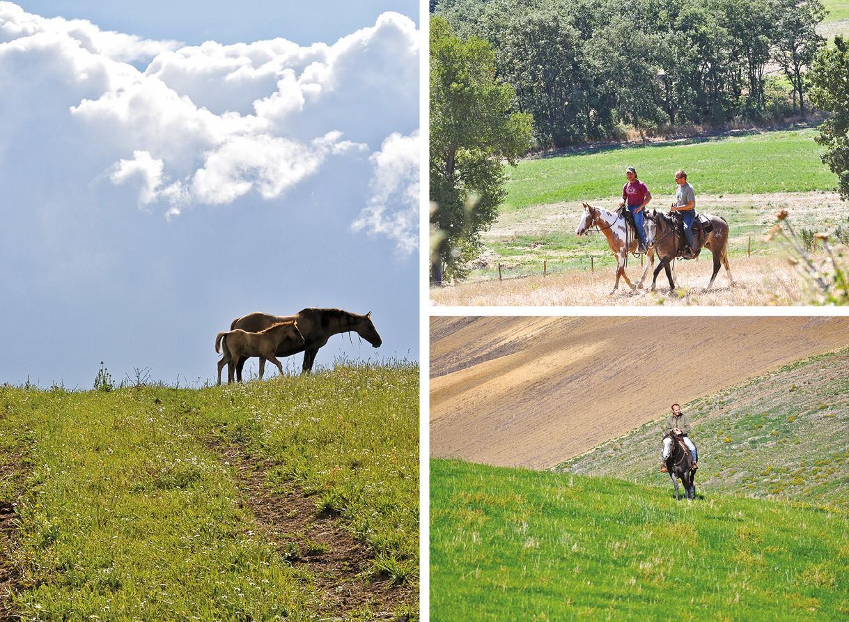 Bauernhof Masseria Straziuso - La Vaccariccia *